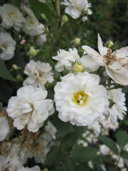 Solitärrose Rosa Guirlande d`Amour® Ramblerrose Moschata-Hybride weiß Duft+++ ca. 200 cm