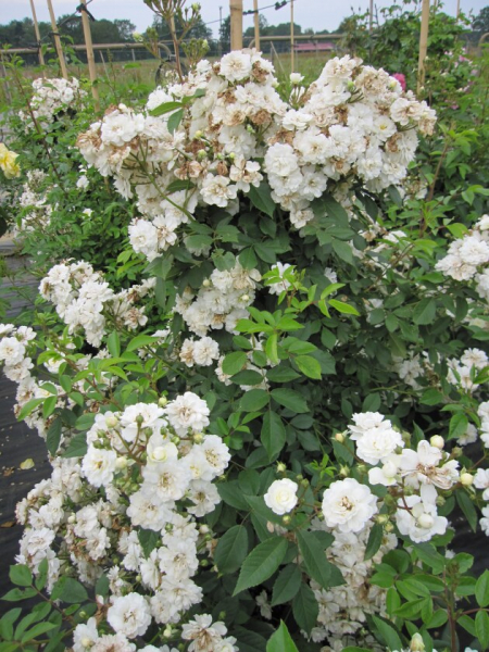 Solitärrose Rosa Guirlande d`Amour® Ramblerrose Moschata-Hybride weiß Duft+++ ca. 200 cm