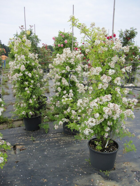 Solitärrose Rosa Guirlande d`Amour® Ramblerrose Moschata-Hybride weiß Duft+++ ca. 200 cm