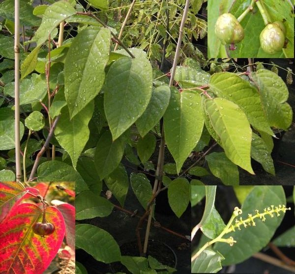 Sapium japonicum - japanischer Saftbaum - Talgbaum Strauch 20-30 cm
