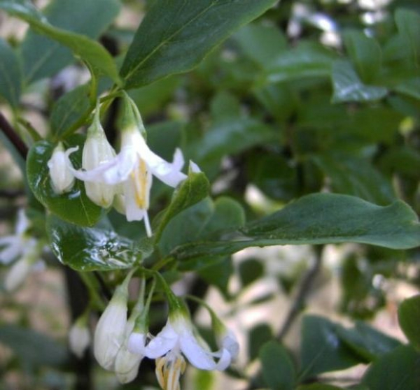 Amerikanischer Storaxbaum - Amerikanische Schneeglocke - Styrax americanus - 100-125cm