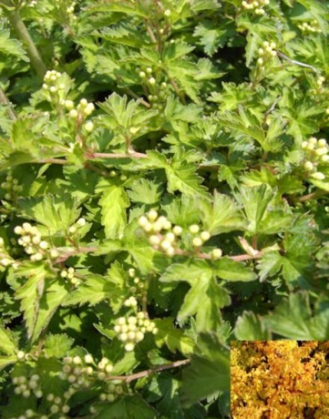 Stephanandra incisa Crispa® Kranzspiere Zwergstrauch 30-40 cm