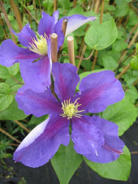 großblumige Clematis General Sikorsky