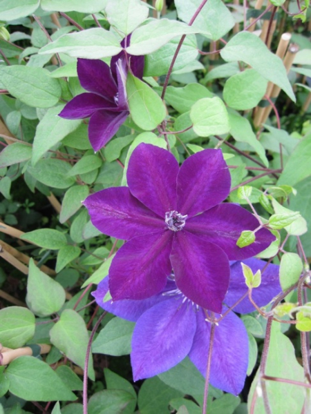 Clematis Amethyst Beauty™ Evipo043 (N) - Waldrebe 60-100 cm