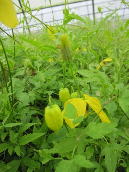 Clematis orientalis Orange Peel® - Waldrebe 60-100 cm