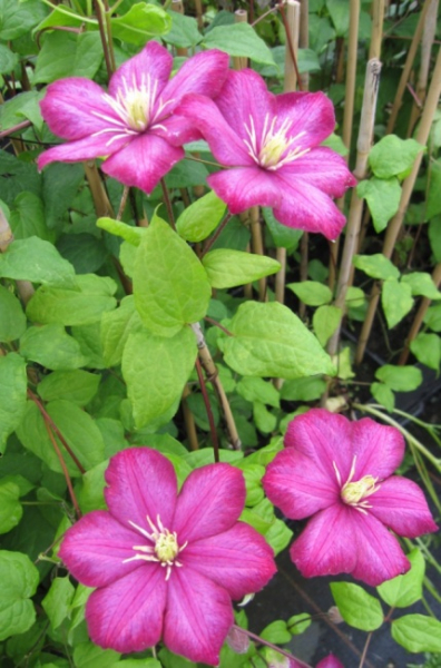 Clematis Ville de Lyon® - Waldrebe 60-100 cm