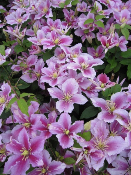 Clematis Piilu® - Waldrebe 60-100 cm