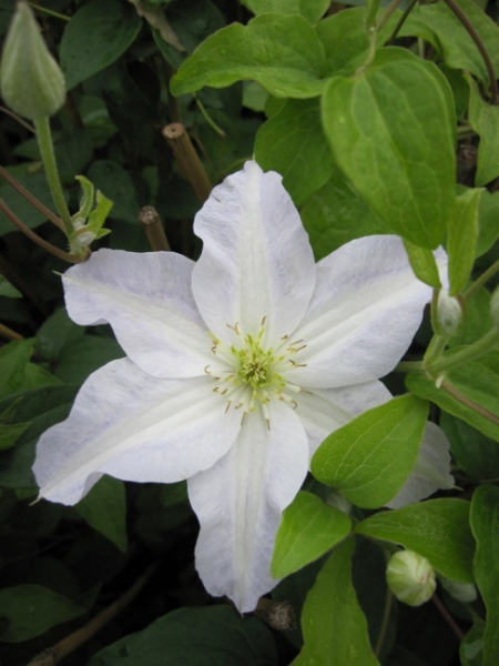 Clematis Yukikomachi® - Waldrebe 60-100 cm