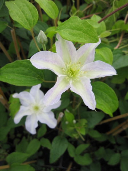 Clematis Yukikomachi® - Waldrebe 60-100 cm