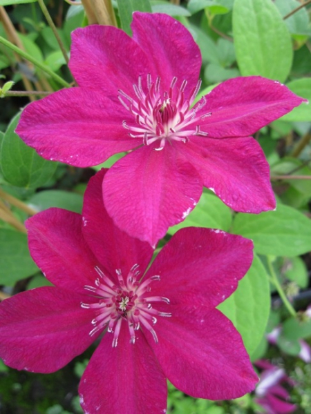 Clematis Perida® - Waldrebe 60-100 cm