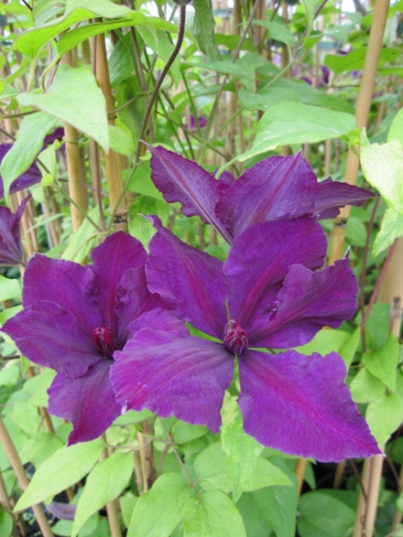 Clematis Honora® - Waldrebe 60-100 cm