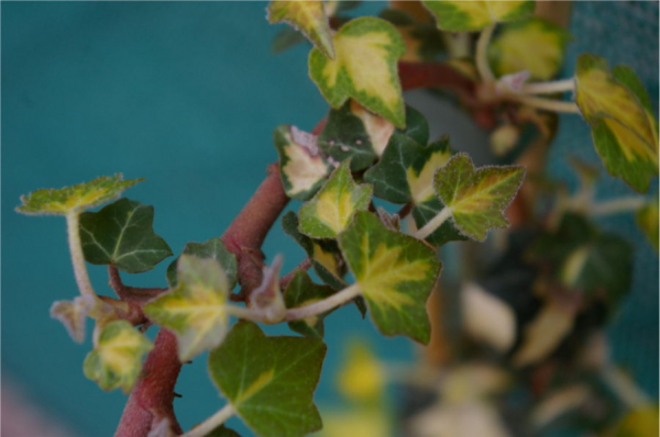 Hedera helix Goldheart - gelbgrüner Efeu 60-100 cm