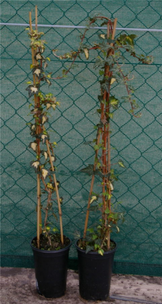 Hedera helix Goldheart - gelbgrüner Efeu 60-100 cm