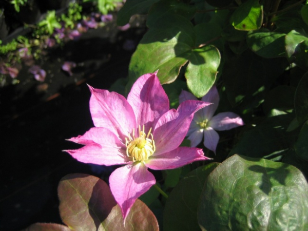 Clematis hybride Asao - Waldrebe 60-100 cm