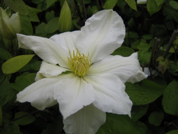 Clematis hybride Toki - Waldrebe 60-100 cm
