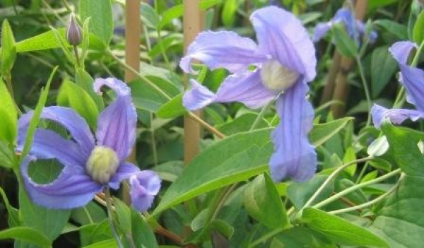 Clematis integrifolia botanische Art - Waldrebe 60-100 cm