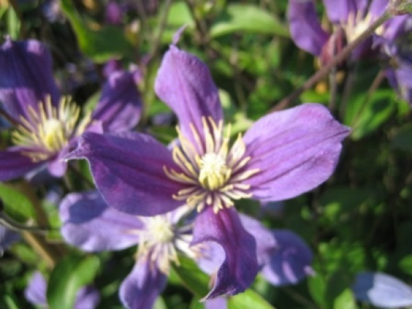 Clematis integrifolia Arabella - Waldrebe 60-100 cm