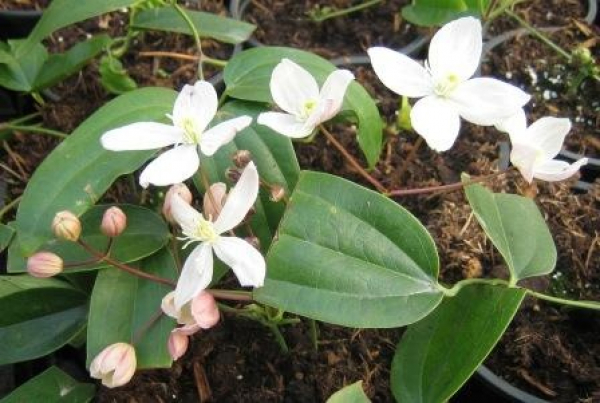 Clematis armandii Appleblossom - Waldrebe 60-100 cm