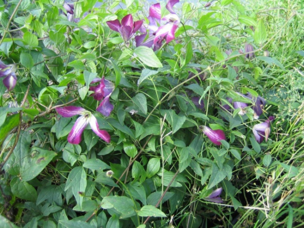 Clematis viticella Walenburg - Waldrebe 60-100 cm