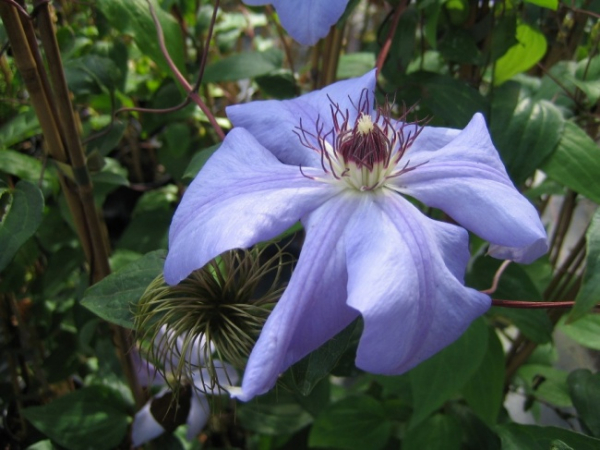 Clematis hybrida Sieboldii - Waldrebe 60-100 cm