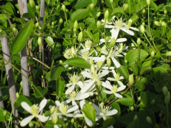 Clematis terniflora Maximowicziana - Waldrebe 60-100 cm