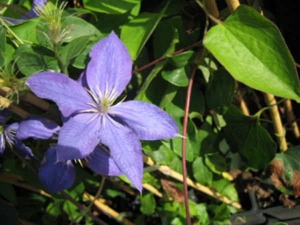 Clematis Durandii - Waldrebe 60-100 cm