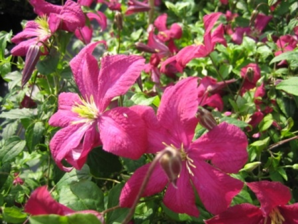 Clematis viticella Madame Julia Correvon - Waldrebe 60-100 cm
