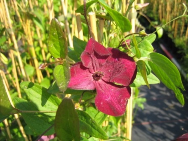 Clematis viticella Royal Velours - Waldrebe 60-100 cm