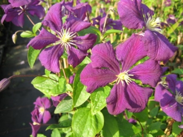 Clematis viticella Etoile Violett - Waldrebe 60-100 cm