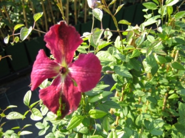 Clematis viticella Rubra - Waldrebe 60-100 cm
