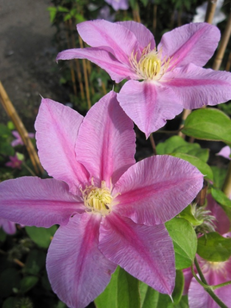 Clematis Abilene TM Evipo027(N) - Waldrebe 60-100cm