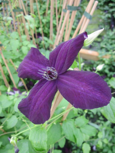 Clematis viticella Dark Eyes - Waldrebe 60-100 cm
