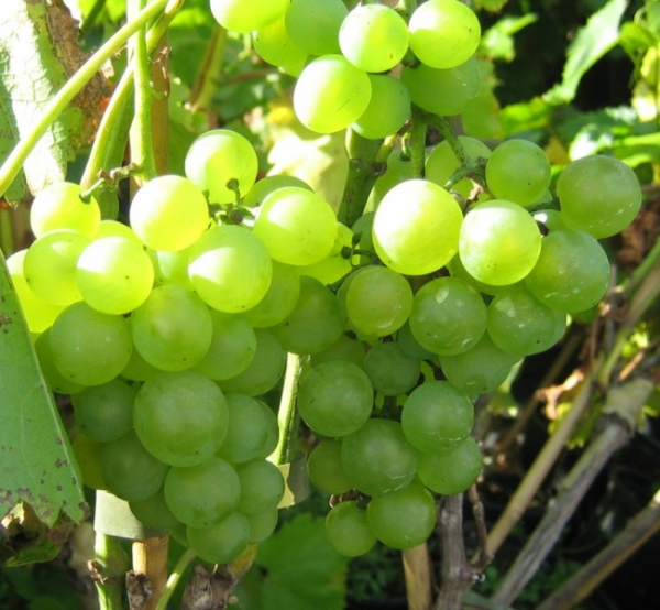 Vitis vinifera Königliche Esthertraube - Weintrauben-Pflanze (Weinrebe) 80-100 cm