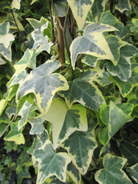 Hedera helix Goldchild - Efeu buntblättriger 60-100 cm