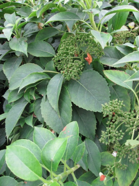Hydrangea semiola - immergrüne Kletterhortensie (Gartenhortensie) 40-60 cm
