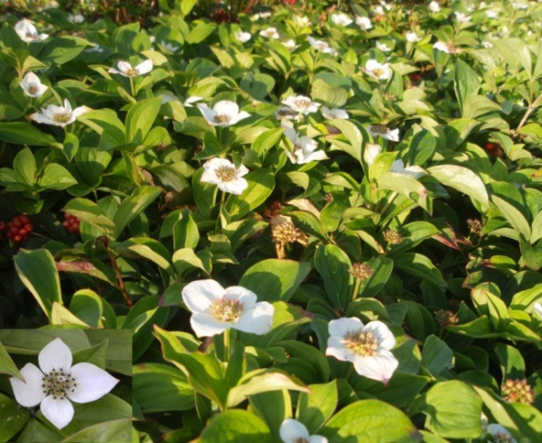 Cornus canadensis - sommergrüner Teppichhartriegel (Hornstrauch) 10-15 cm