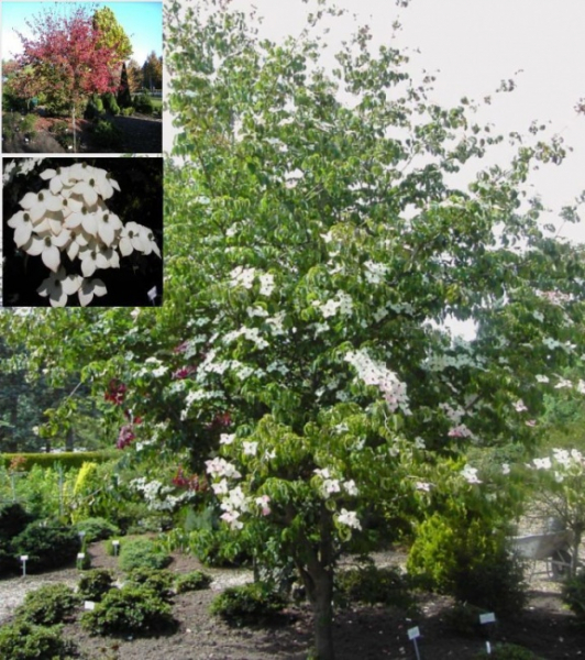 Cornus kousa chinensis Wieting's Select -  chinesischer Blumenhartriege