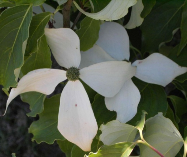 Cornus kousa chinensis White Fountain - chinesischer Blumenhartriegel