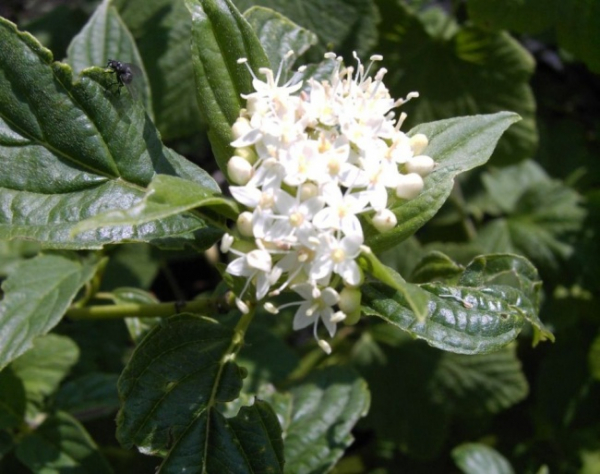 Chinesischer Gelbholzhartriegel - Cornus stolonifera Flaviramea