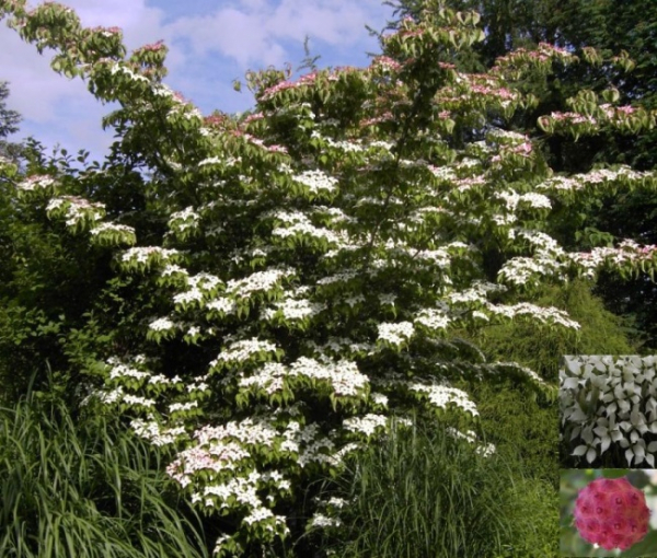 chinesischer Blumenhartriegel - Cornus kousa bot.