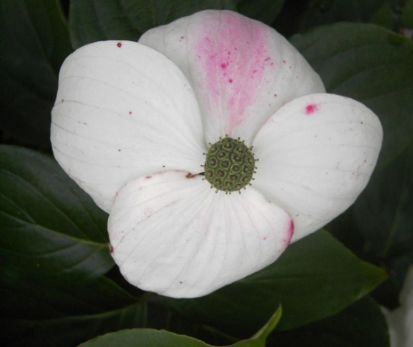 Chinesischer Blumenhartriegel Kreuzdame - Cornus kousa Kreuzdame