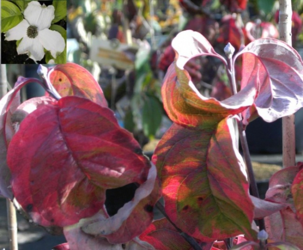 bunter Blumenhartriegel -  Cornus florida Rainbow