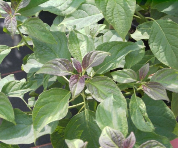 hoher Etagenhartriegel - Hornstrauch - Cornus controversa