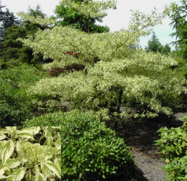 Cornus controversa Variegata - Etagenhartriegel (Hornstrauch) 30-40 cm