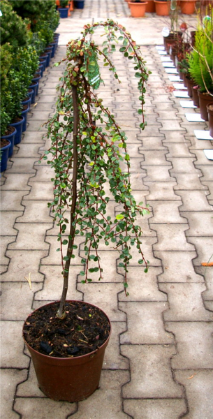Cotoneaster procumbens (microphyllus) Streibs Findling - Kriechmispel Streibs Findling auf 60 cm Stamm veredelt - Zwergm