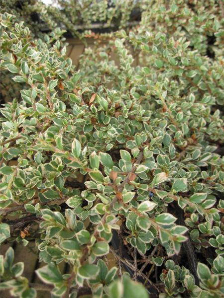 Cotoneaster horizontalis Variegatus - weißbunte Fächer-Zwergmispel auf ca. 80 cm Stamm veredelt - sommergrün -