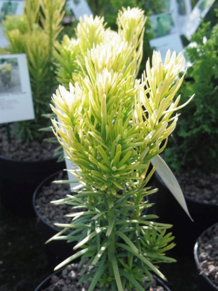 Cephalotaxus harringtonia Korean Gold