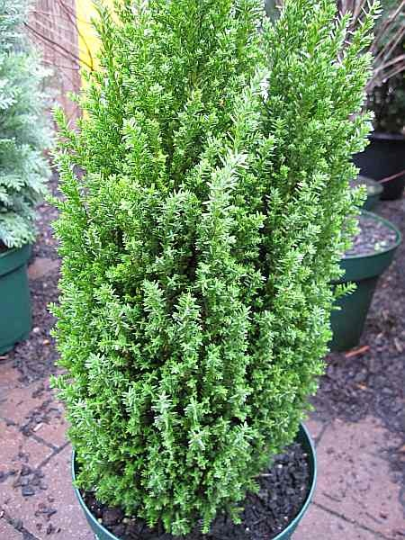 Chamaecyparis lawsoniana Ellwoods Pillar - Scheinzypresse