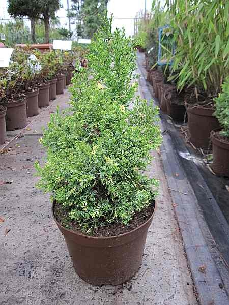 Hinoki- Scheinzypresse Saffor Spray