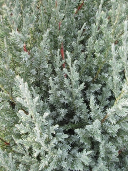 Juniperus chinensis Stricta